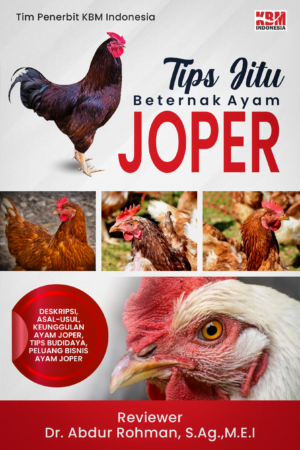 TIPS JITU BERTERNAK AYAM JOPER